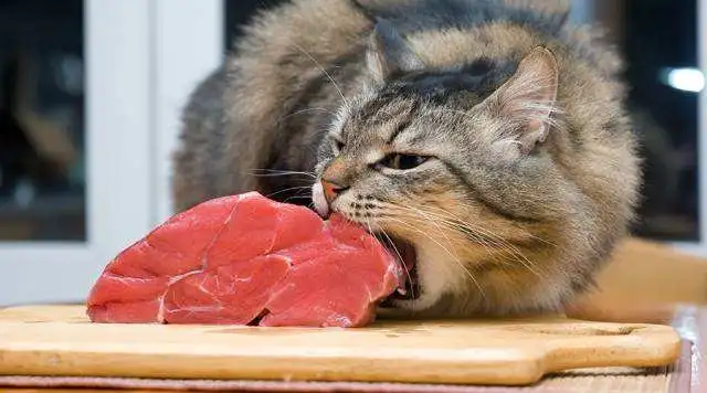 一周给小猫喂几次鸡胸肉合适？（制定科学的小猫饮食计划）