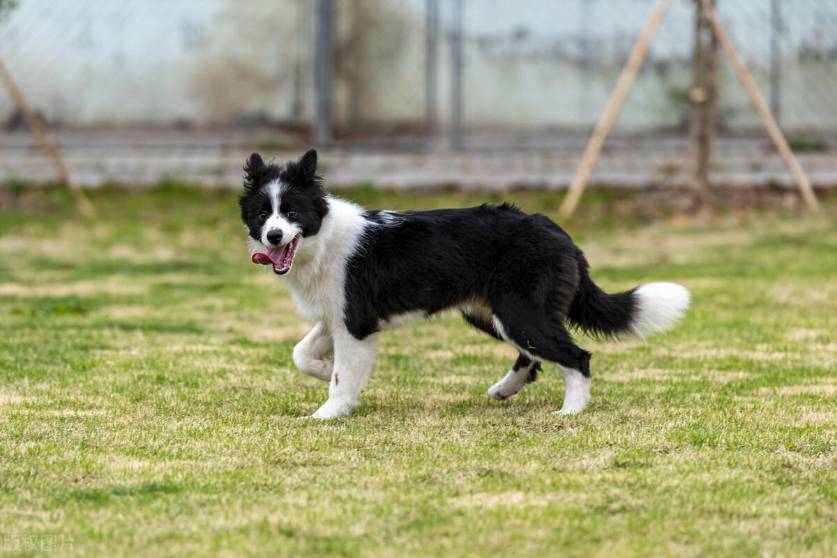 罗威纳犬市场价多少钱一只,买狗需要注意哪些问题,靓宠国际名犬