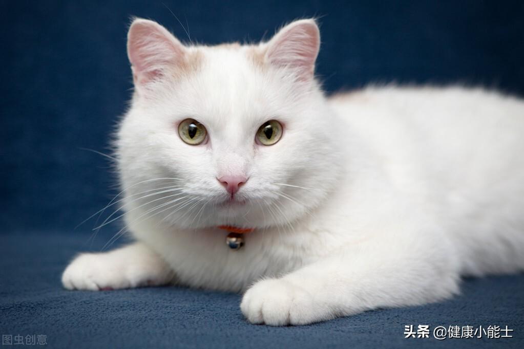 蓝白猫是什么品种,为什么比蓝猫贵（了解猫咪品种价值规律）