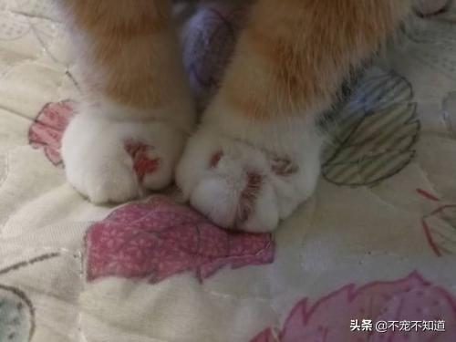 人怎么判断是不是猫藓,猫得了猫癣能自愈吗,会传染给成人吗