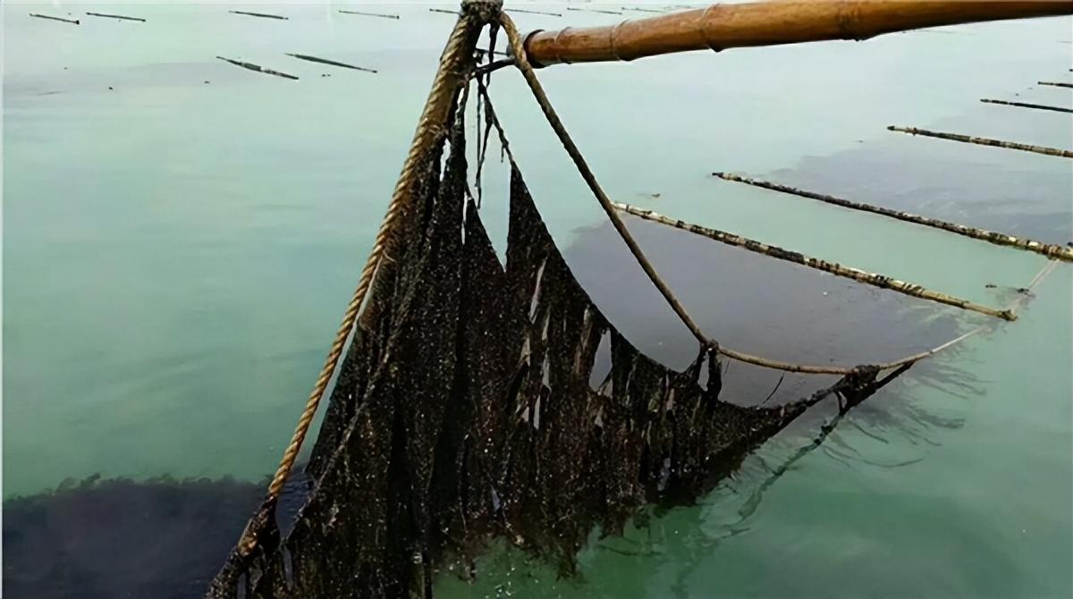 猫能吃海苔吗？猫咪饮食注意事项全方位解析