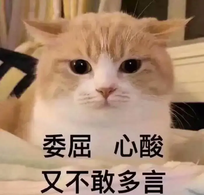 猫咪半夜老叫唤什么原因(如何缓解夜间叫声)