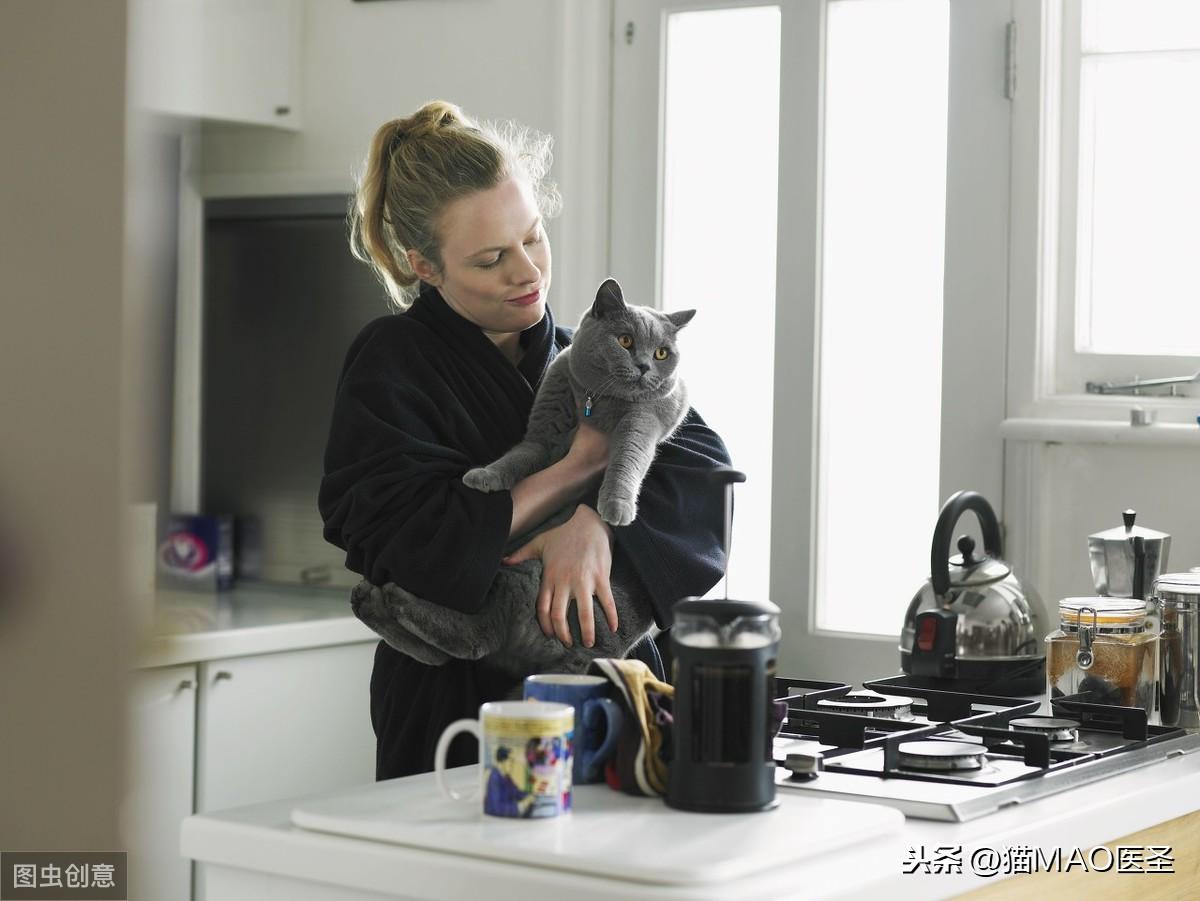 6个月猫算成年猫了吗,6个月的猫咪算几岁,可以配对吗