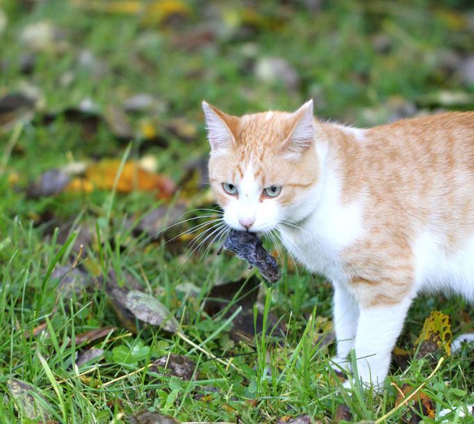 宠物猫会抓老鼠吗,什么猫抓老鼠比较厉害,宠物猫为什么不会抓老鼠