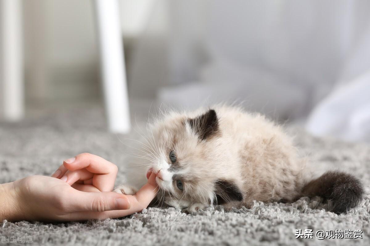 狗睡在头边和脚边的区别是什么,猫睡觉的姿势解释图