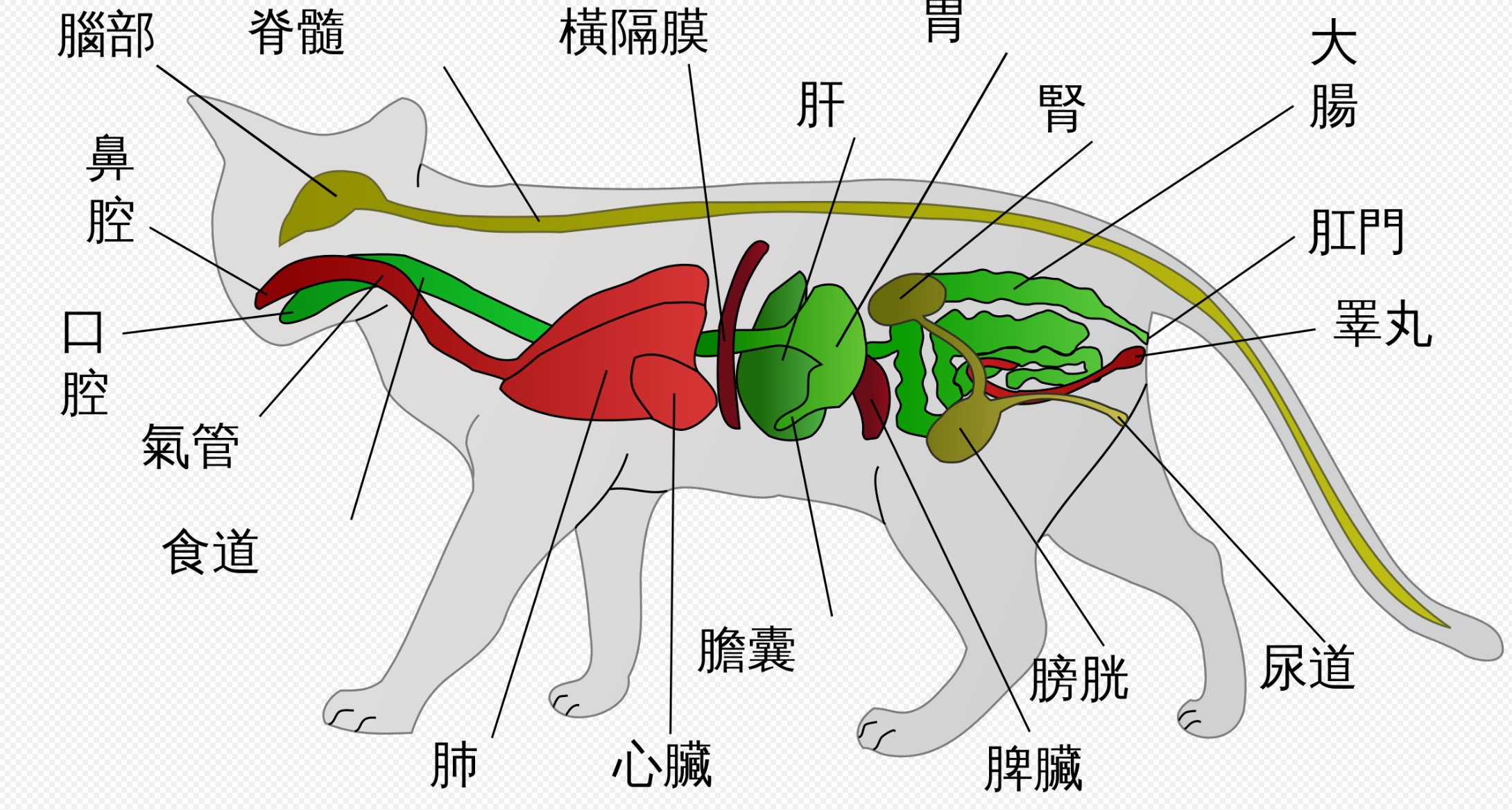 猫的体温正常是多少度？（了解宠物身体健康的必备知识）