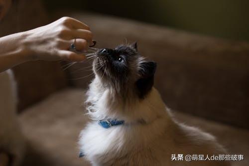 猫咪能喝豆浆吗？猫咪饮食常见问题解答