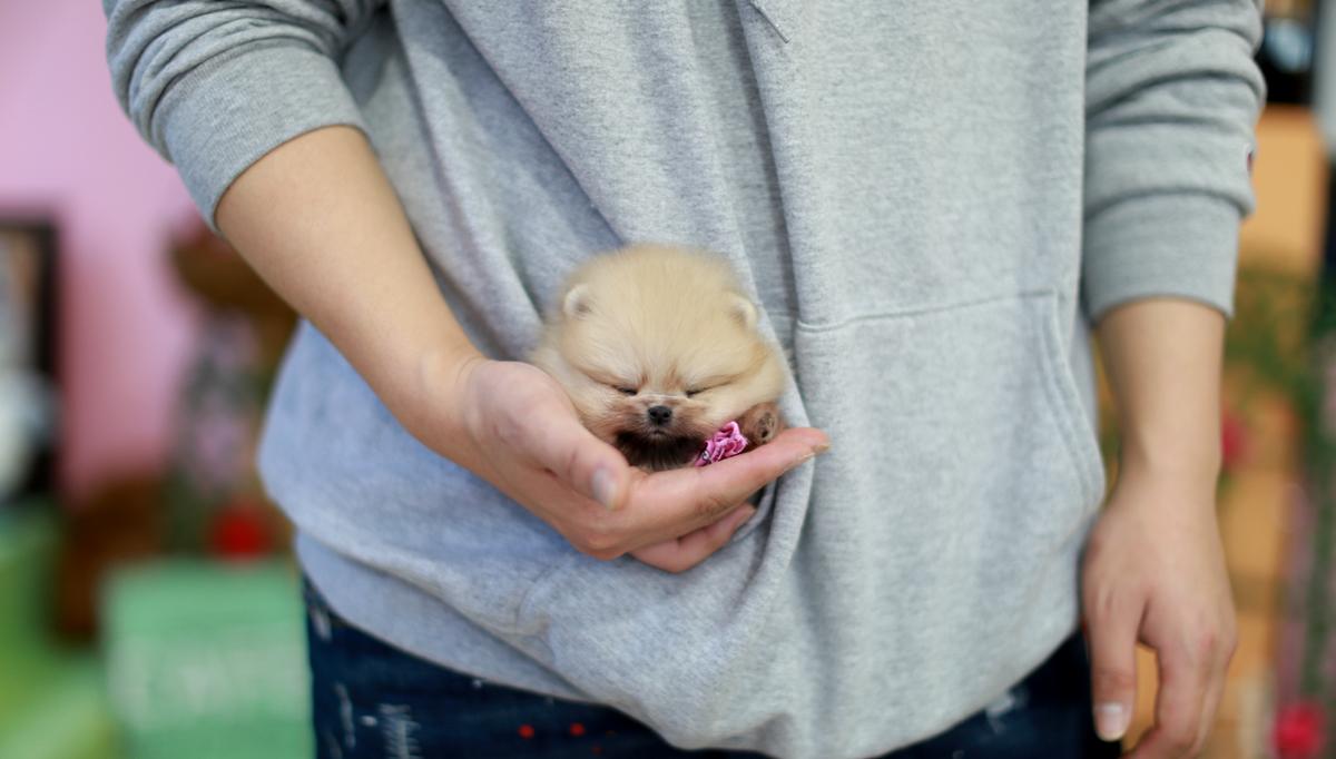 茶杯犬的寿命很短吗,为什么说茶杯犬很残忍