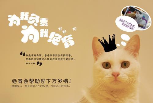 猫咪绝育后多久可以吃东西？(了解猫咪绝育后的注意事项)