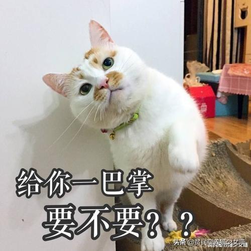 猫咪摇尾巴是什么意思？看看猫咪脑袋的动作（猫咪行为解析）