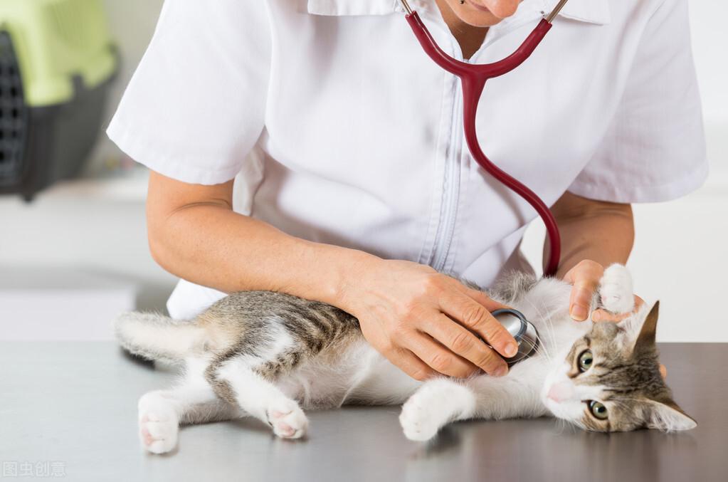 猫咪怀孕多久生,多久肚子明显变大,刚刚生的小猫怎么处理