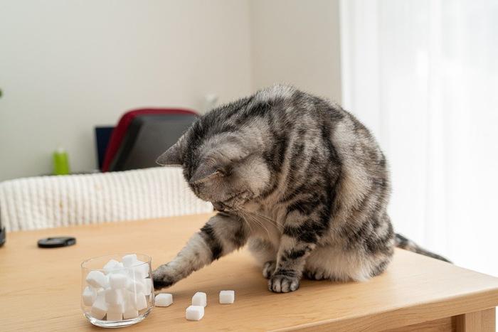 蓝猫可以吃糖果吗（详解宠物食品中的糖尿病问题）