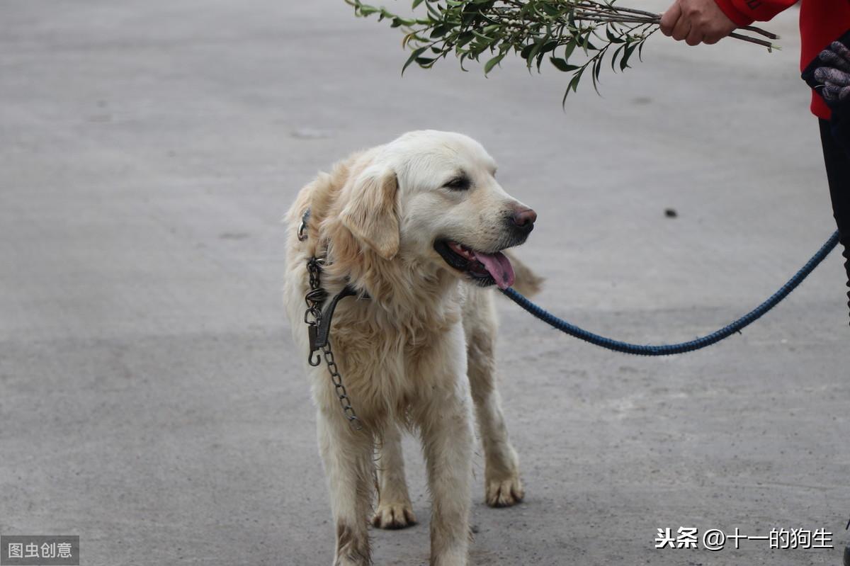 狗癣初期症状图片鼻子，泰迪狗长癣怎么治疗