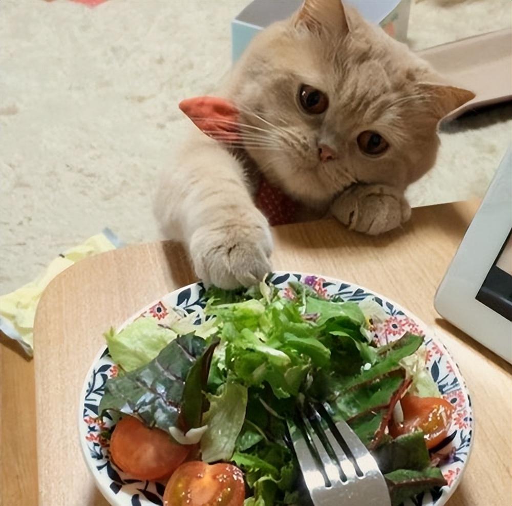 猫咪能吃榴莲吗？（探讨猫咪对人类食品的耐受性）