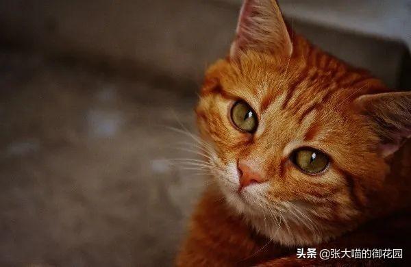 怀孕的猫咪能吃虾吗,小心“虾过敏”（破解猫咪饮食谣言）