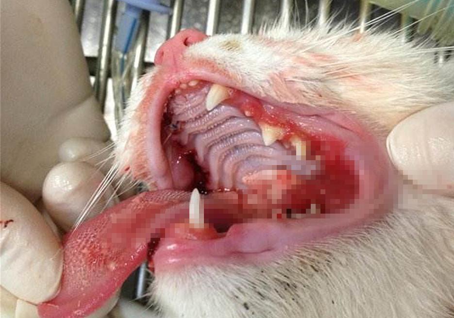 猫嘴里流粘液且臭是什么病,怎么处理,能自愈吗,得了口炎能活多久