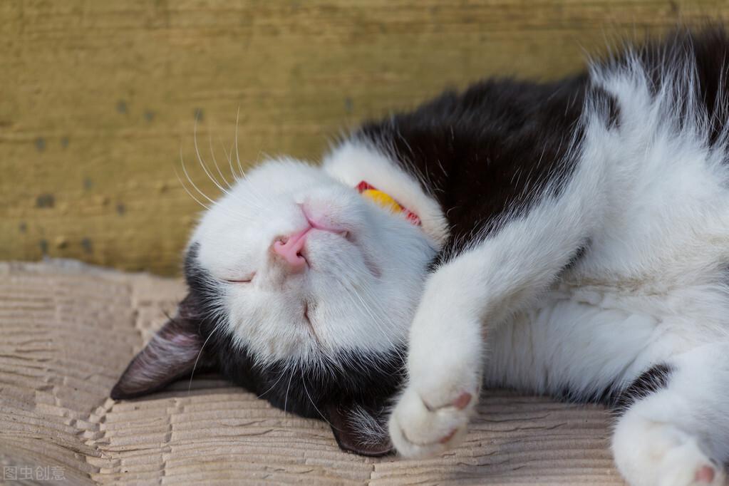 猫饿几天会饿死？了解猫咪排泄与战略求生(饥饿应对)