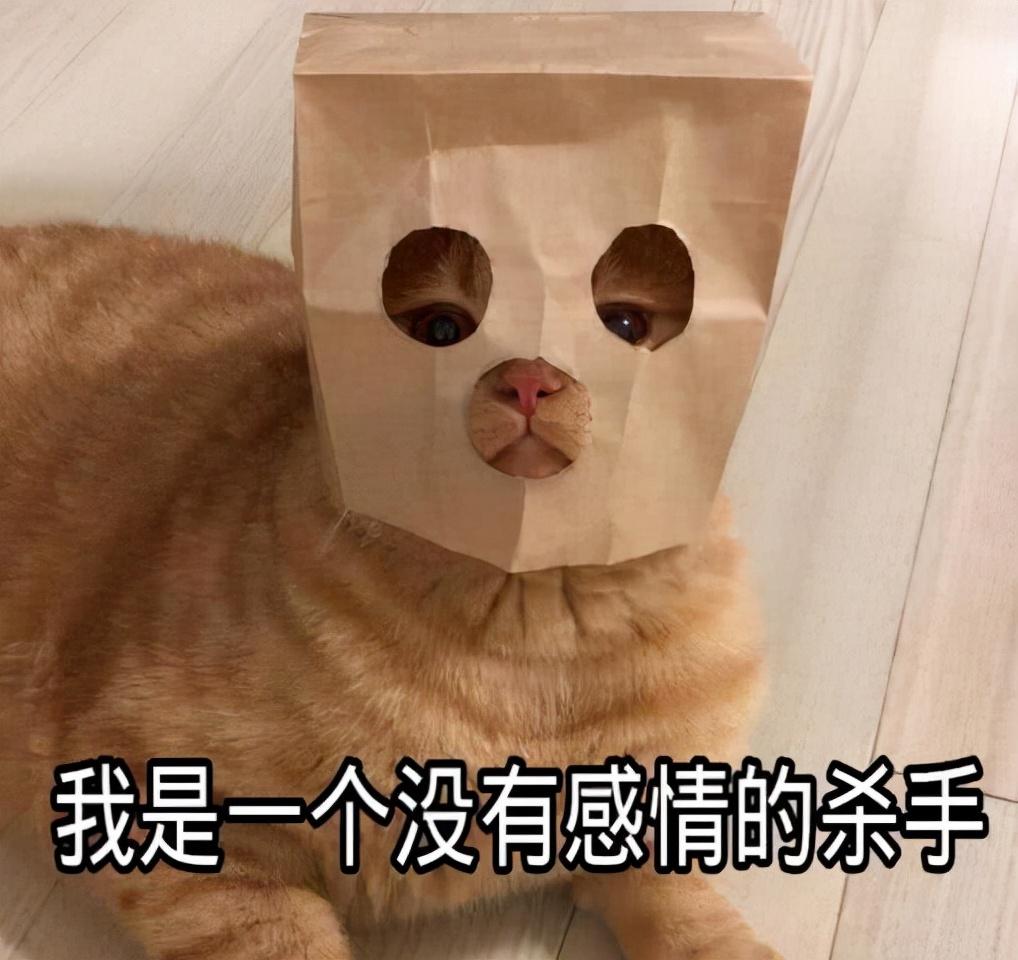 金吉拉猫价格（了解金吉拉猫最新市场价，开启前往“异短之乡”的奇妙旅程）