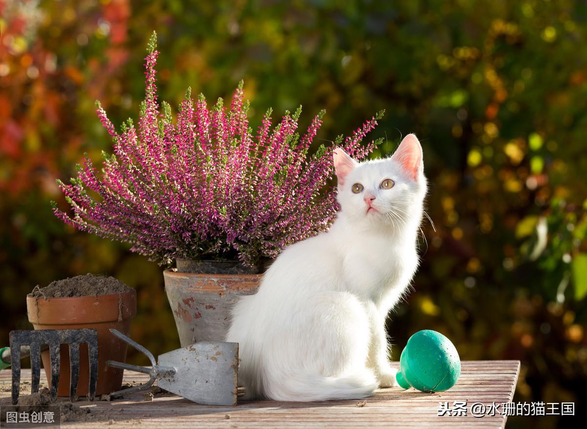 芍药是否对猫咪有毒？（告诉您猫咪生活中可能潜藏的不安全因素）