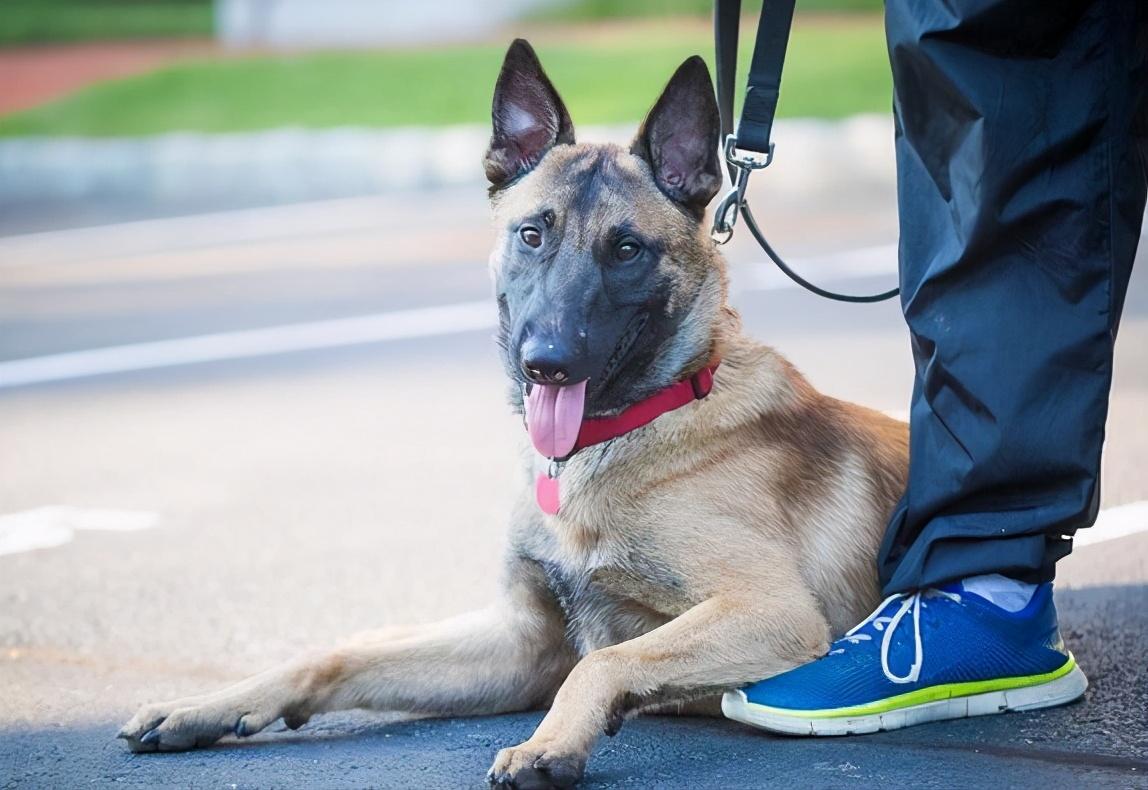 马犬为什么不能打,马犬被打会报复主人吗（指导饲养者正确呵护马犬）