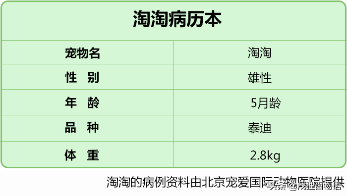 小狗腿骨折了怎样处理，能自愈吗，不治疗会怎样，不敢落地怎么办