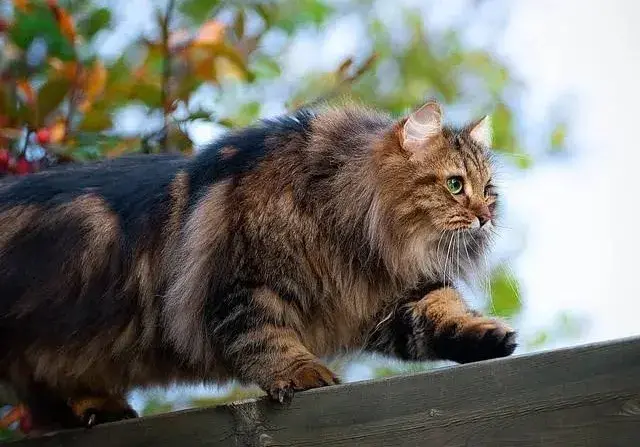 一周给小猫喂几次鸡胸肉合适？（制定科学的小猫饮食计划）