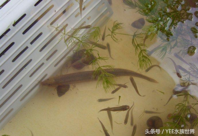 泥鳅怎么养在家里鱼缸,室内养泥鳅的最佳方法