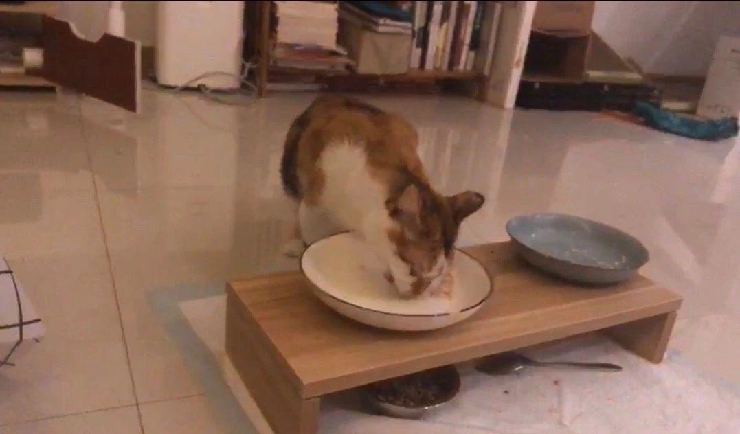 狗粮猫可以吃吗（从营养需求出发，教你宠物食品的选择）