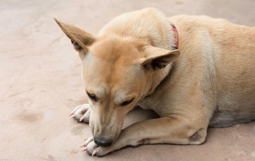 狗绦虫会传染人吗，对人体有什么伤害，绦虫病的症状及治疗方法