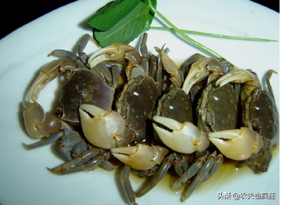 红螯相手蟹怎么养，吃什么食物好养活，可以深水养吗