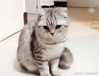 探秘猫的生活习性：喜欢啥、恐惧啥？（亲密了解你的“猫哒”）