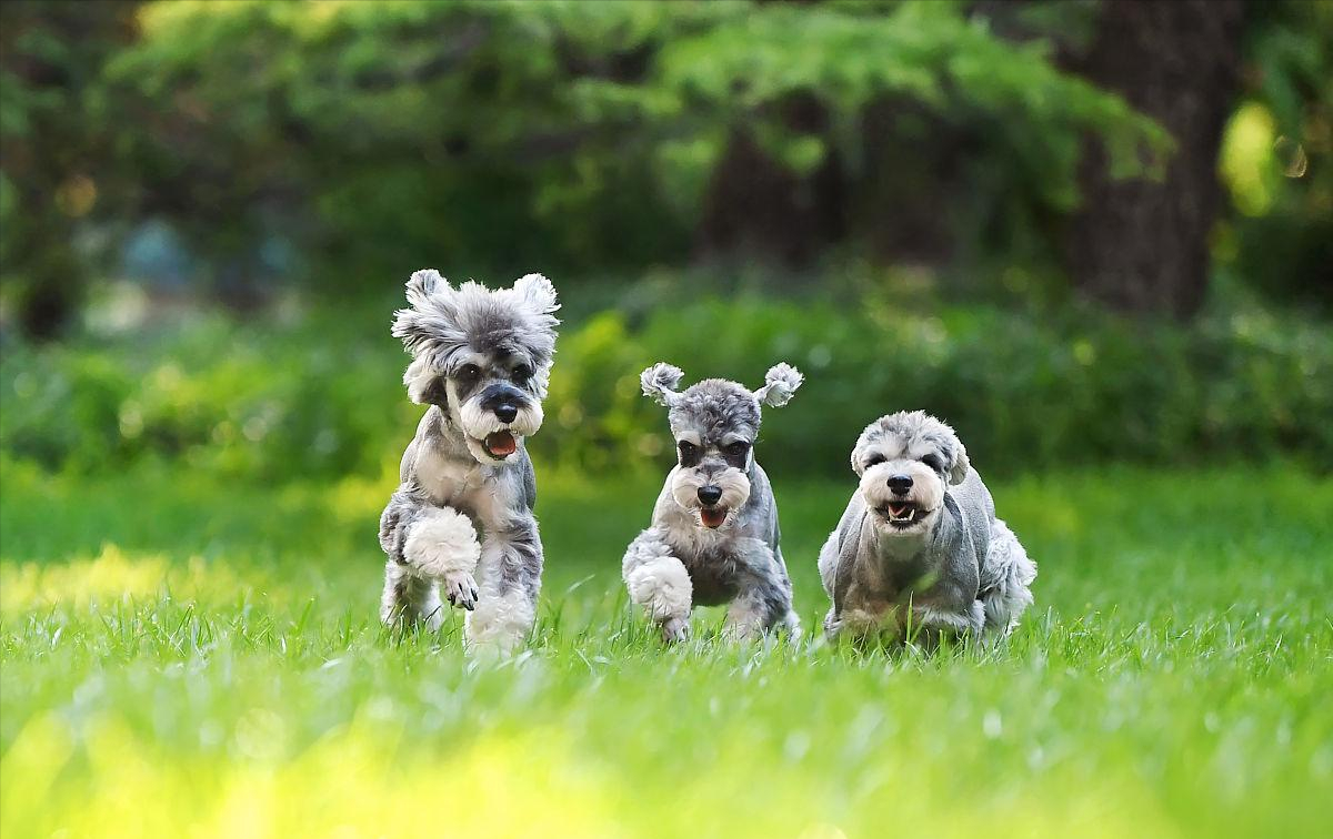 拉布拉多幼犬价格多少钱一只，又便宜养起来又不费钱的狗