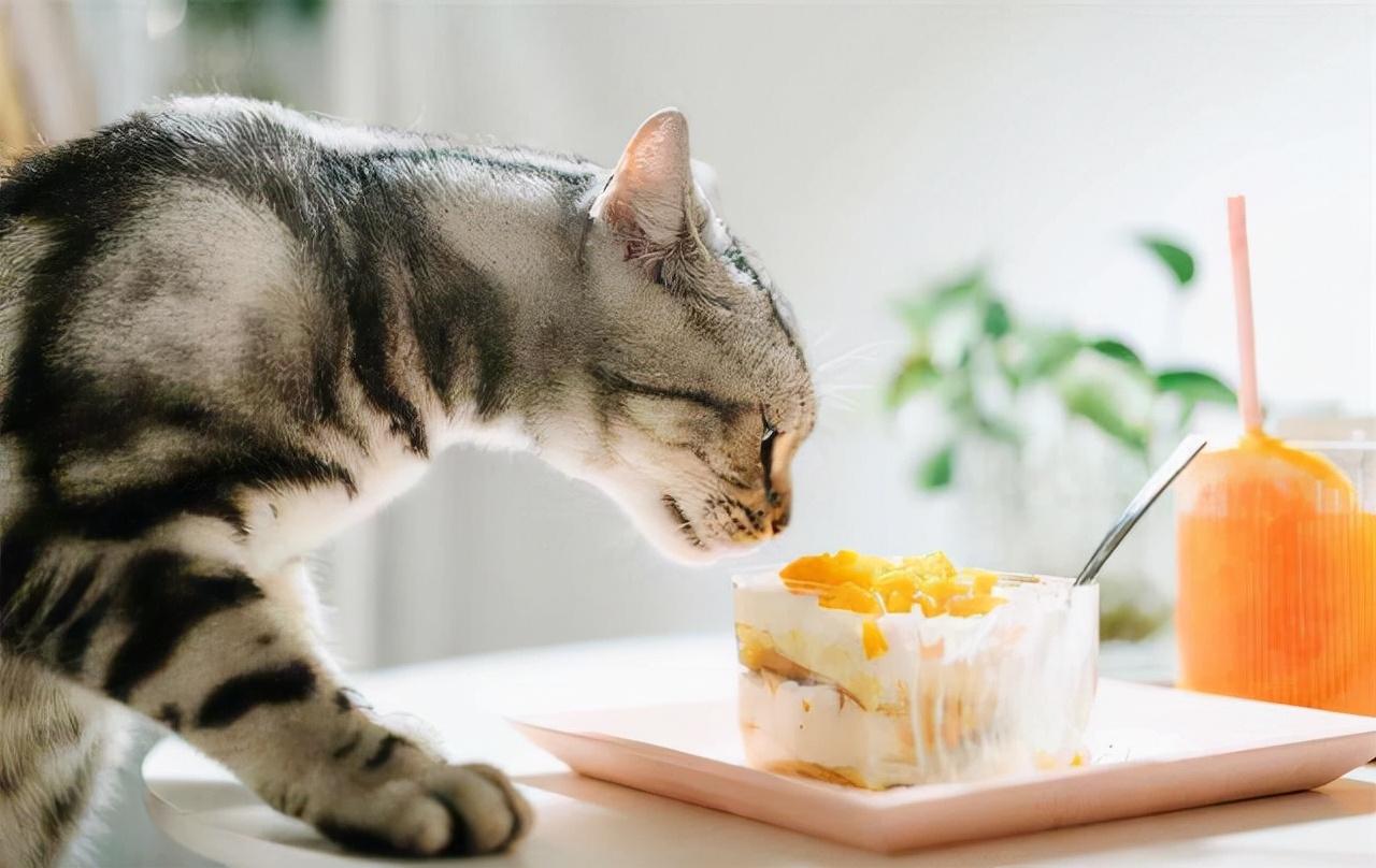 幼猫能吃苹果吗?猫咪能吃什么水果，猫咪的禁忌食物一览表