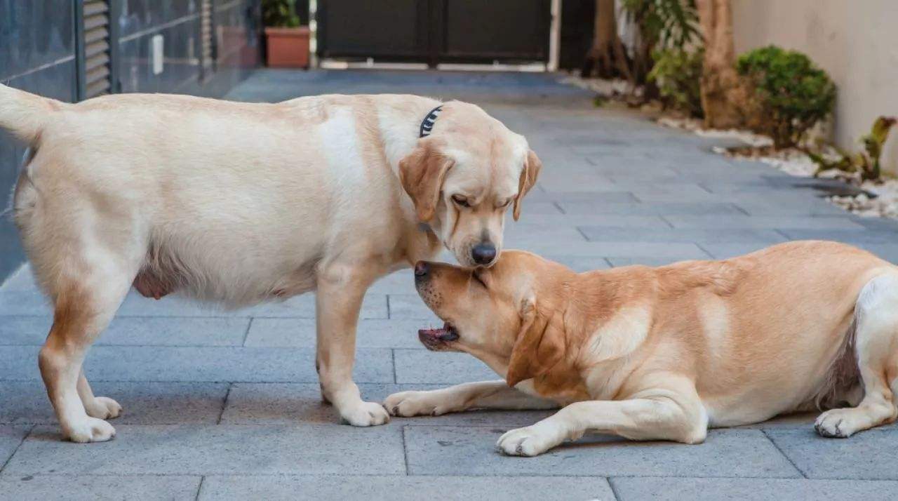 狗狗怀孕了有什么特征，多久能看出来，几个月生产，吃什么好