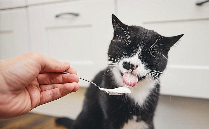 猫咪喜欢吃什么食物有营养,喜欢吃什么零食（适口性优的多种食材）