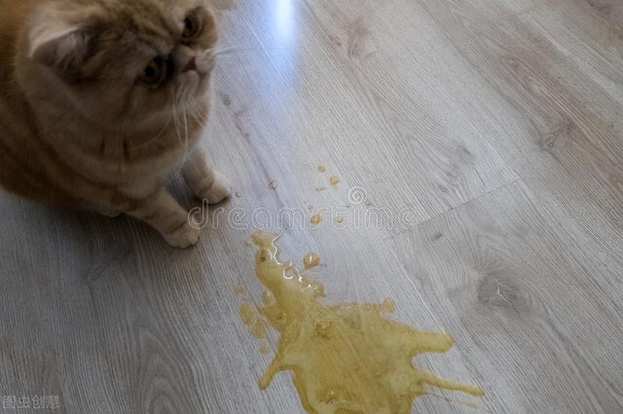 猫咪吐黄水不吃食怎么办(引起猫咪不适的常见病因及应对措施)