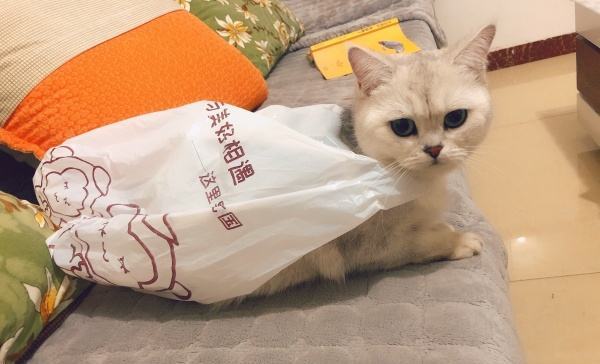 猫咪喜欢舔塑料袋（这是一种生理需求还是习惯？知道真相后你会休闲更合理）