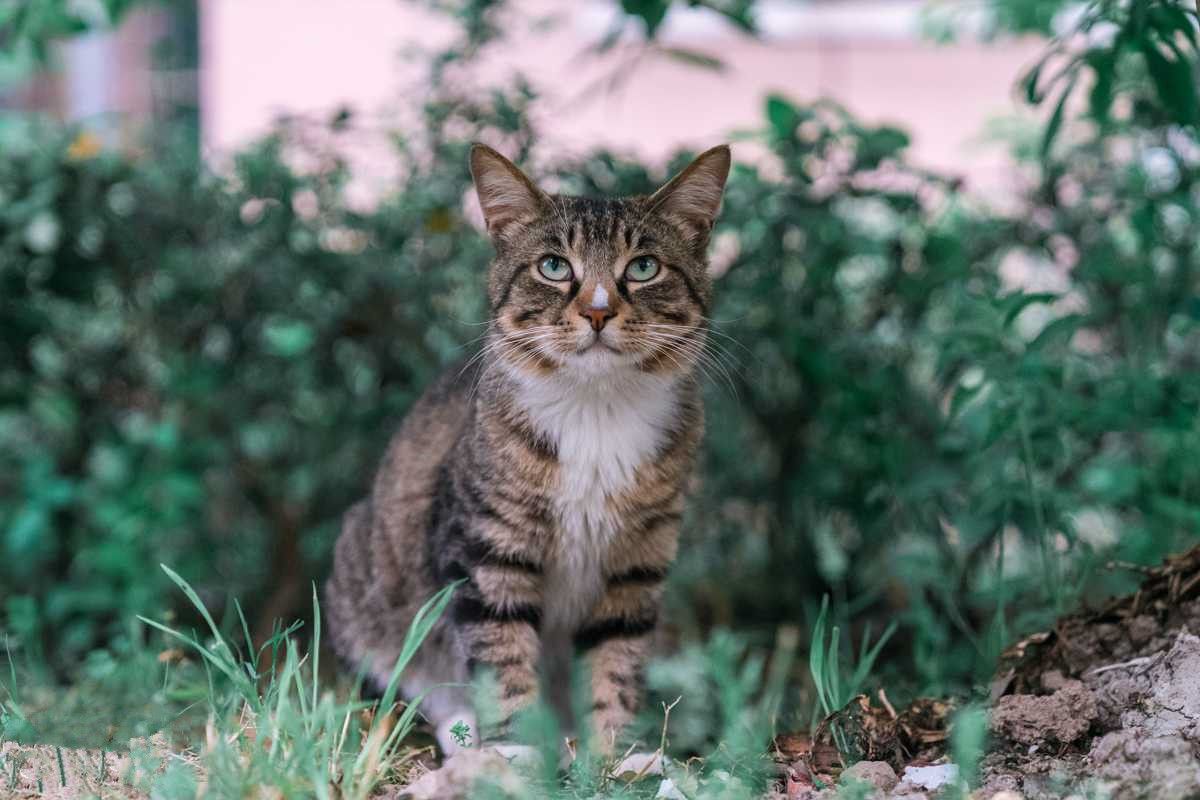 狸花猫上品和下品,品相好的狸花猫的标准,品相怎么看