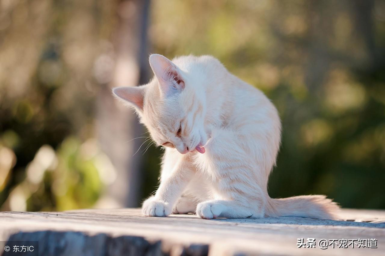 人怎么判断是不是猫藓,猫得了猫癣能自愈吗,会传染给成人吗