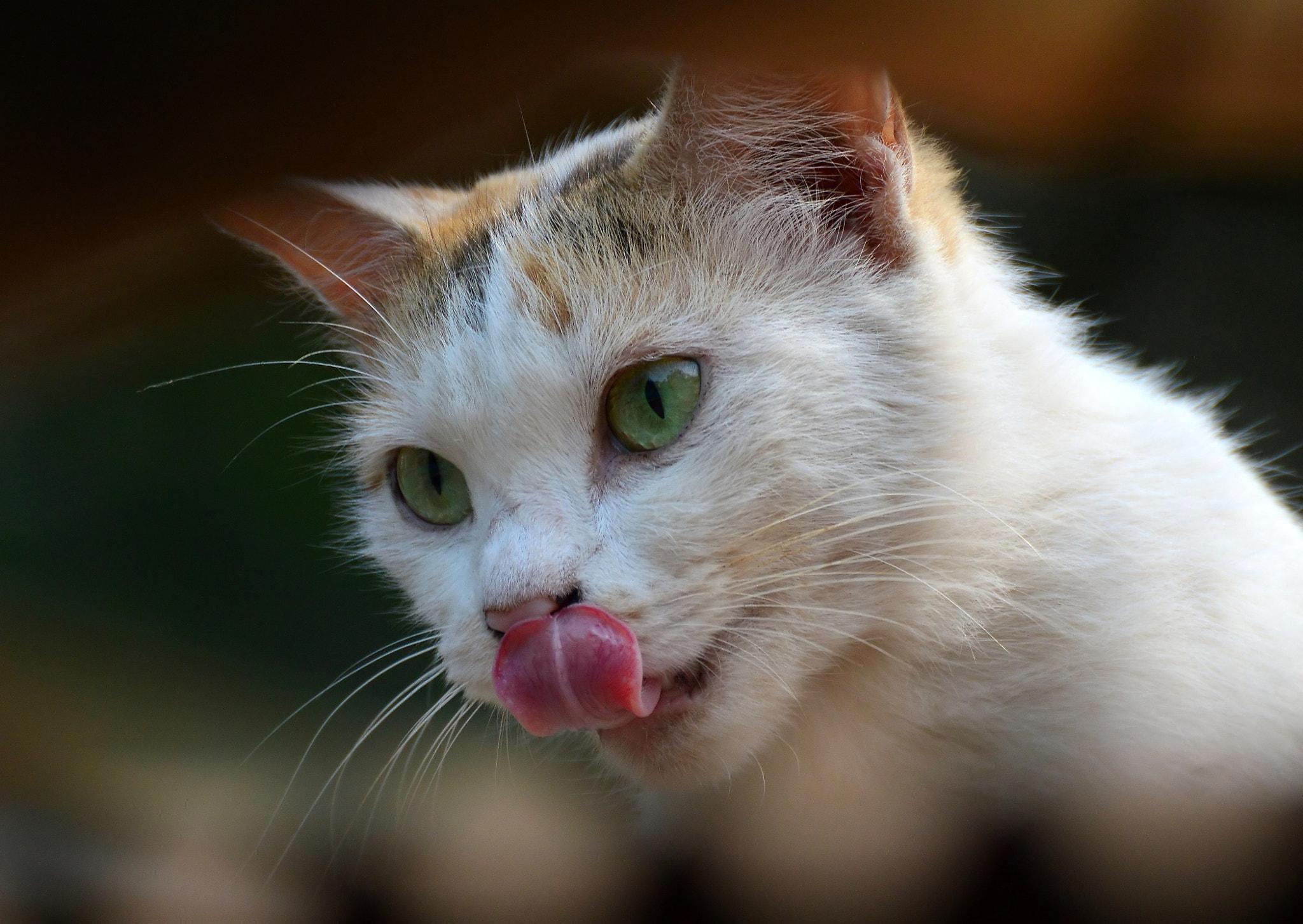 猫能吃奶油吗少量（探究宠物饮食中的奶制品）