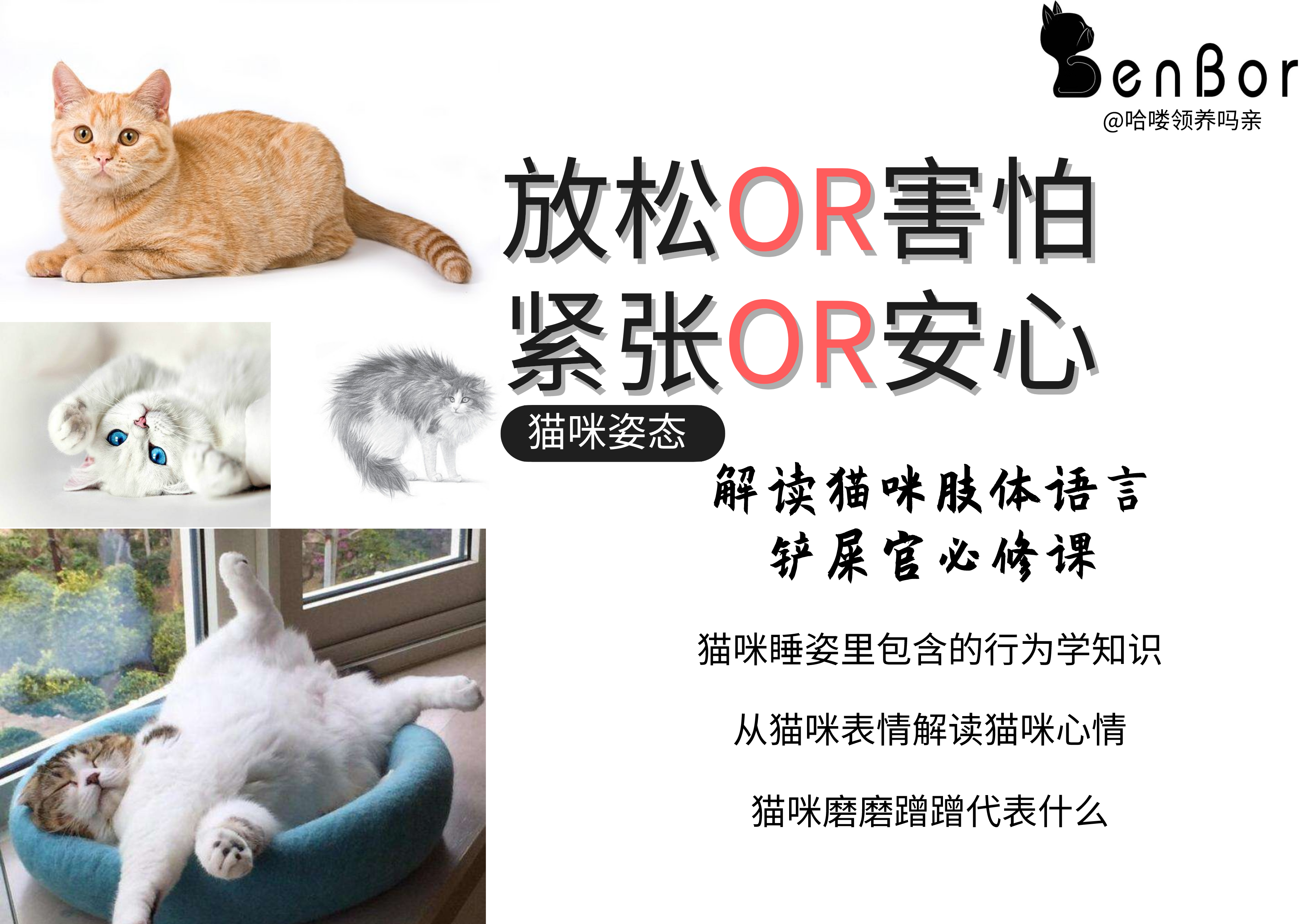 猫弓起身子走路是什么意思,代表什么（猫咪体语解读）