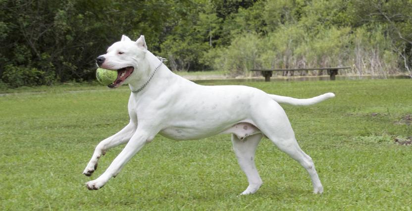 烈性犬有哪些品种，哪些犬属于烈性犬种