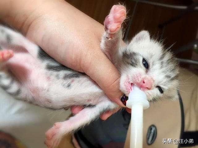 没断奶的小猫怎么养活没有奶粉怎么办，没断奶的猫喂什么