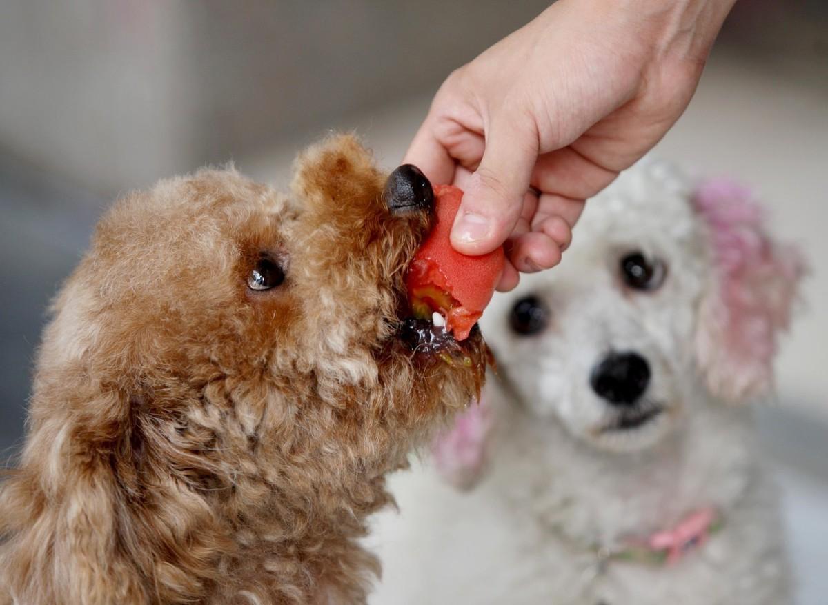 如何判断狗有没有狂犬病，狂犬病早期症状，什么样的狗携带狂犬病毒