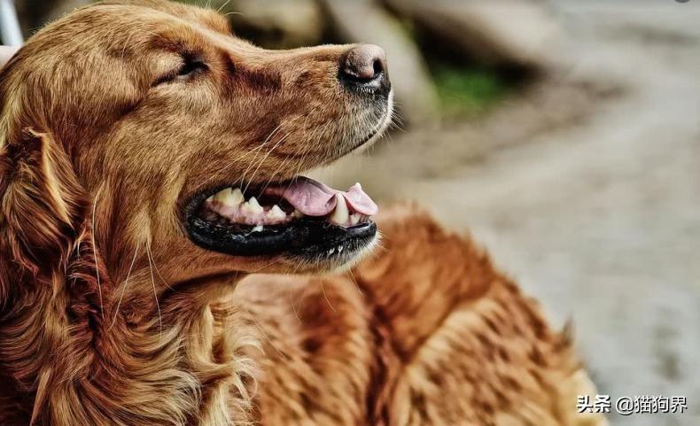 犬细小病毒症状及治疗,拉稀是不是就是细小,细小怎么得引起的