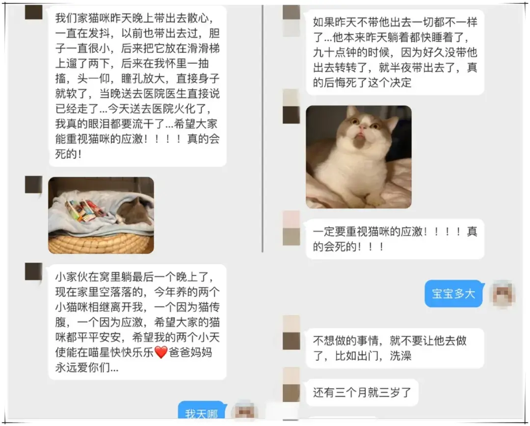 猫咪应激反应的表现什么时候开始,怎么缓解,怎么安抚