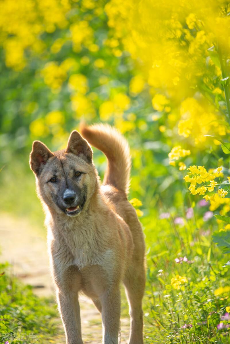 罗威纳犬市场价多少钱一只,买狗需要注意哪些问题,靓宠国际名犬