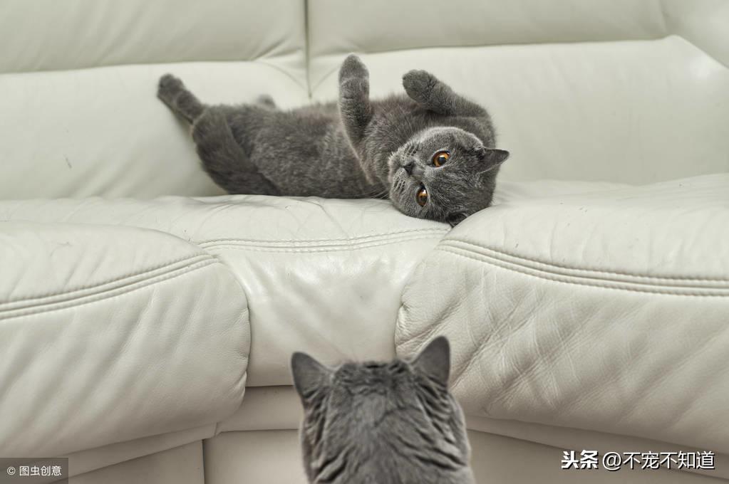 猫发情了为什么一直叫怎么办，猫叫春是怎么回事，怎么解决