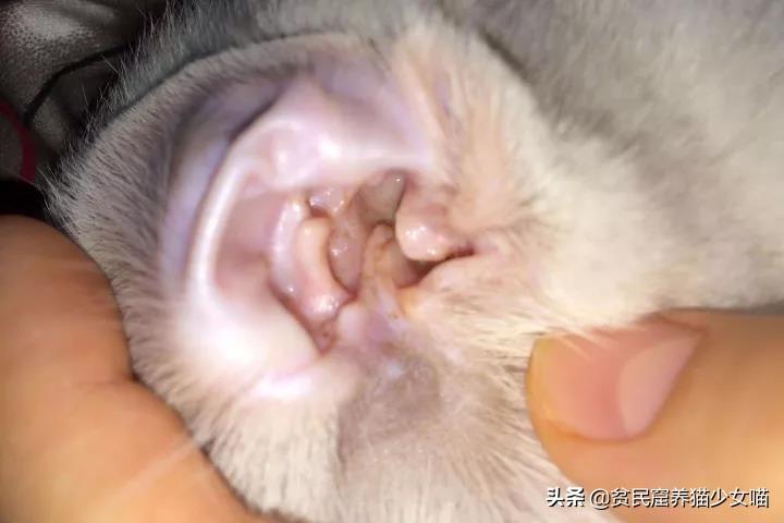 猫耳朵里的黑色脏东西是什么?（解答猫耳朵内的黑色物质是什么）