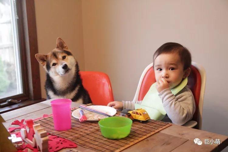 短毛中型犬有哪些，十大适合家养的中型狗小型犬